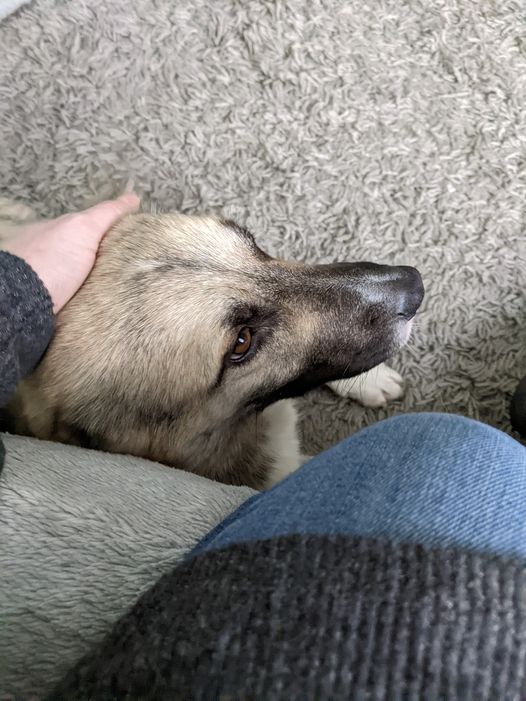 Buddy - Hull